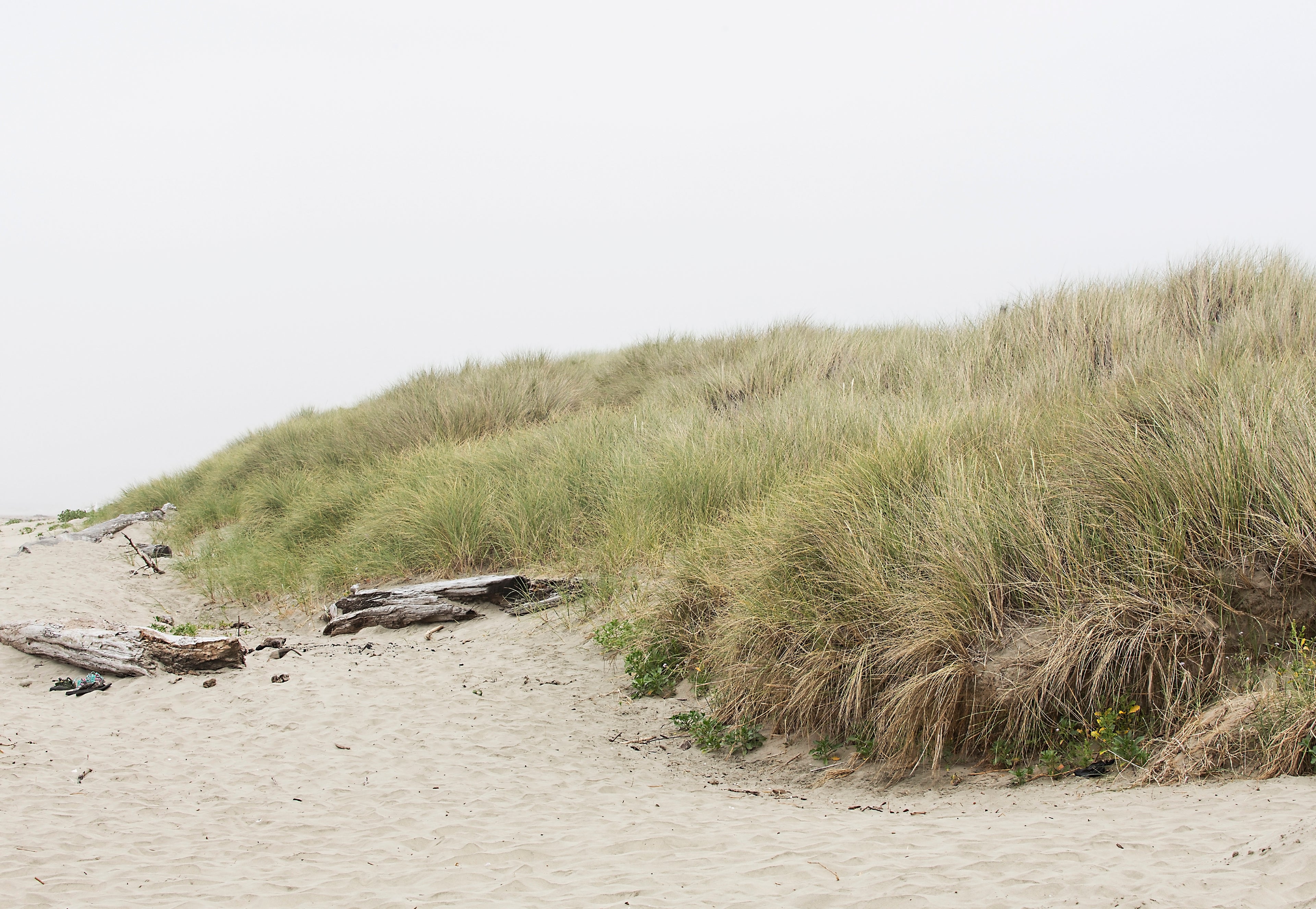 Dune with grass and driftwood on a beach