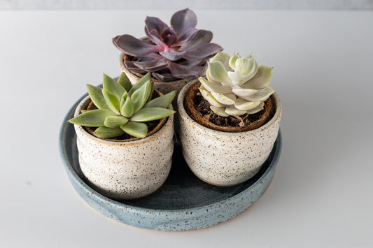 Speckled Farmhouse Tabletop Planter Collection