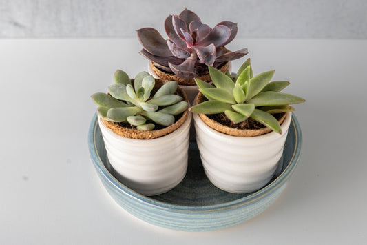 Ocean Tabletop Planter Collection