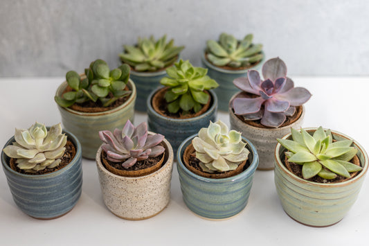 Mini Potted Succulents
