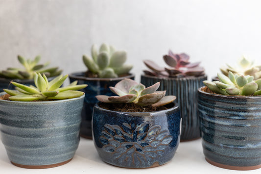Small Potted Succulents