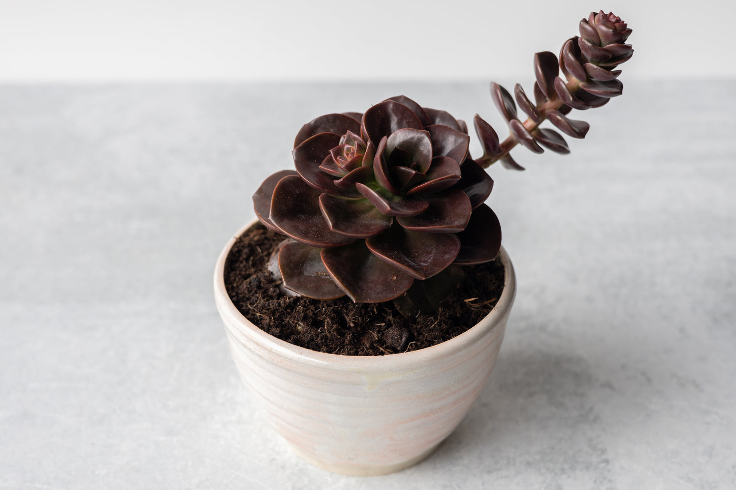 Blossom Small Planter