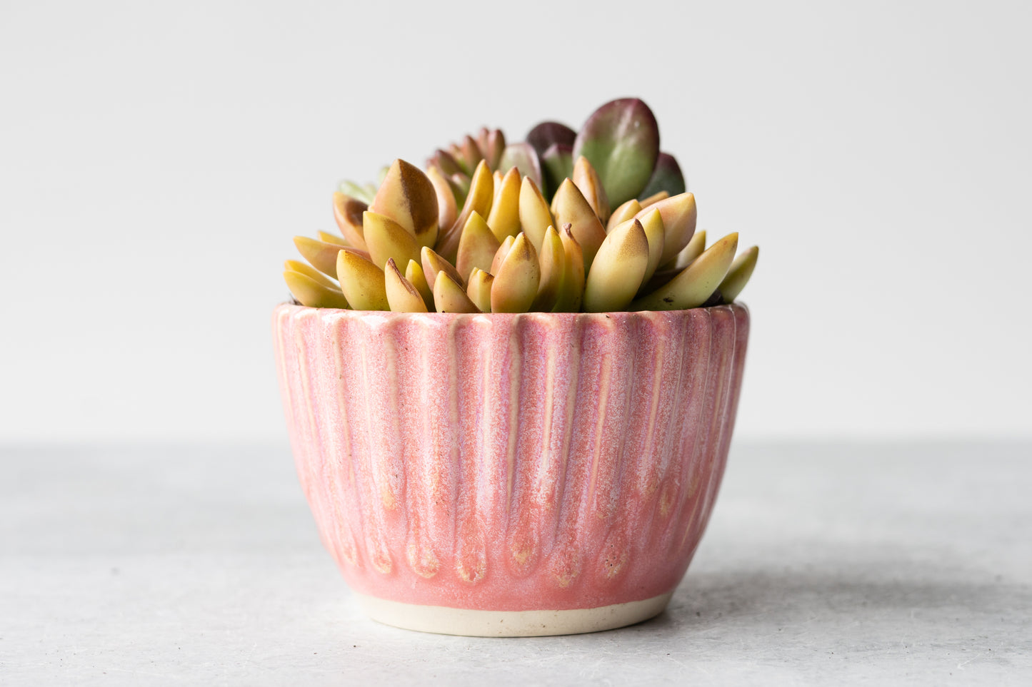 Hibiscus Small Planter
