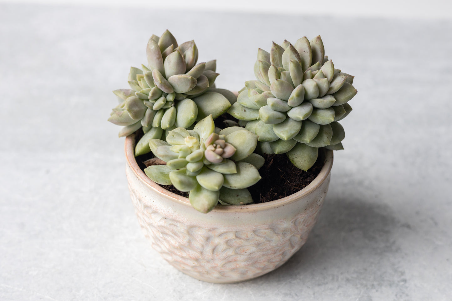 Blossom Carved Planter
