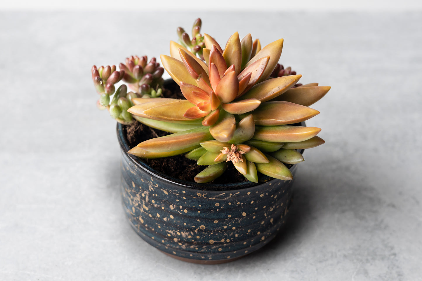 Starry Night Small Planter