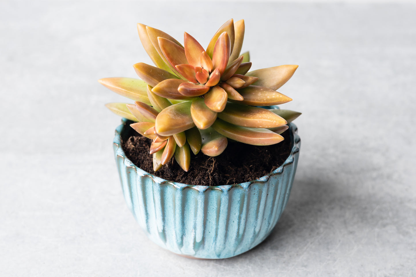 Lagoon Small Planter